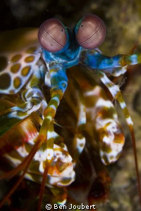 Mantis Shrimp by Ben Joubert 